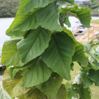 Crotalaria beddomeana Thoth. & A.A.Ansari